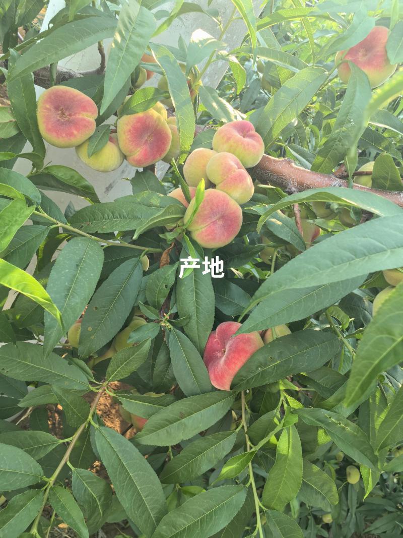 【推荐】货源充足桃毛潘桃油潘桃量大优惠欢迎咨询