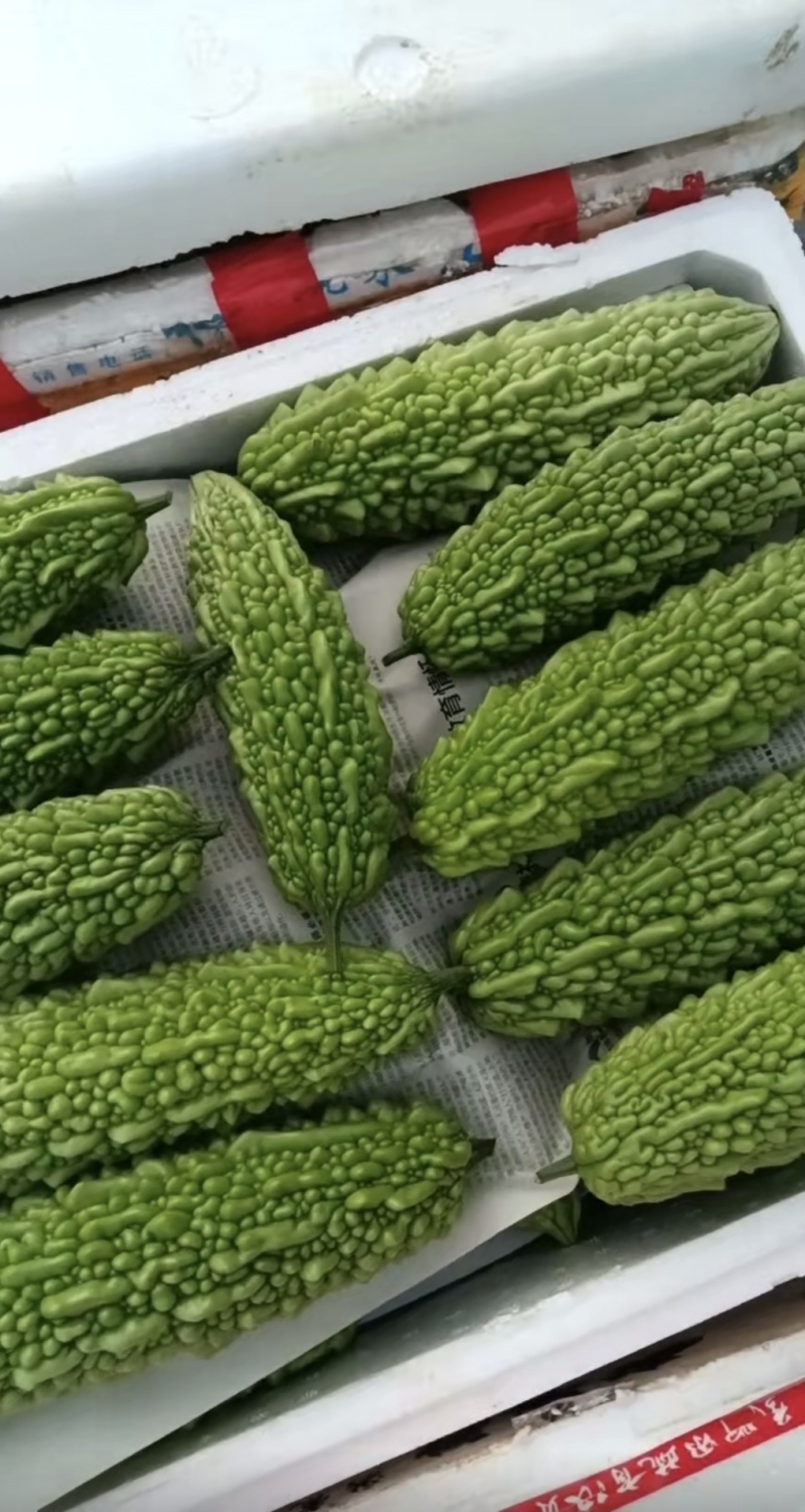 米苦瓜，长期有货，大型基地！请来电。信息不回