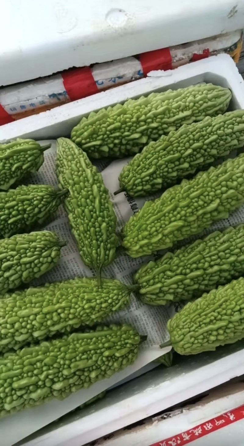 米苦瓜，长期有货，大型基地！请来电。信息不回
