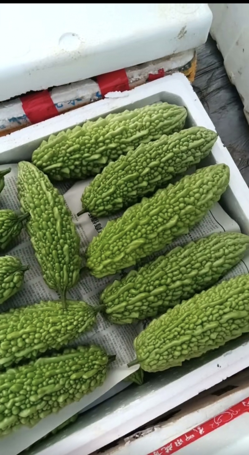 米苦瓜，长期有货，大型基地！请来电。信息不回
