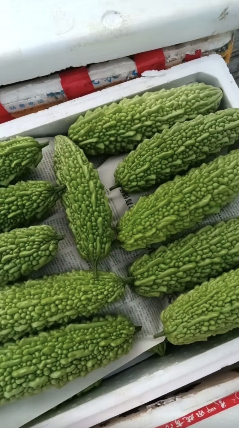 米苦瓜，长期有货，大型基地！请来电。信息不回