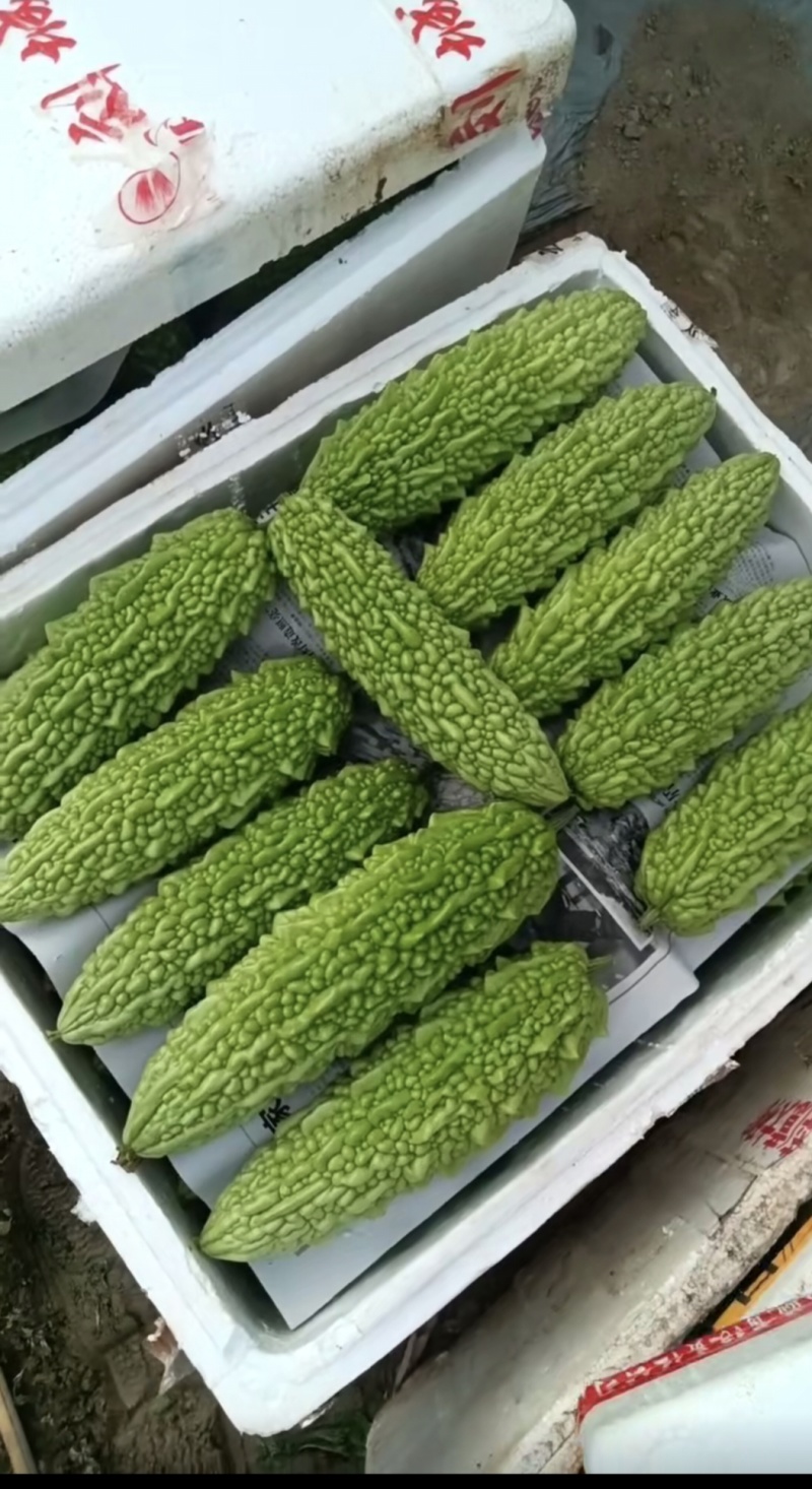 米苦瓜，长期有货，大型基地！请来电。信息不回