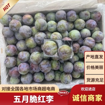 精品李子脆红李五月脆李基地直发货源充足量大从优