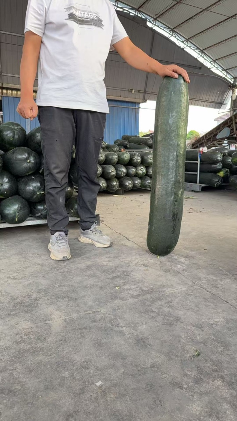 江苏东台精品黑皮冬瓜产地直发品质保障量大从优可视频