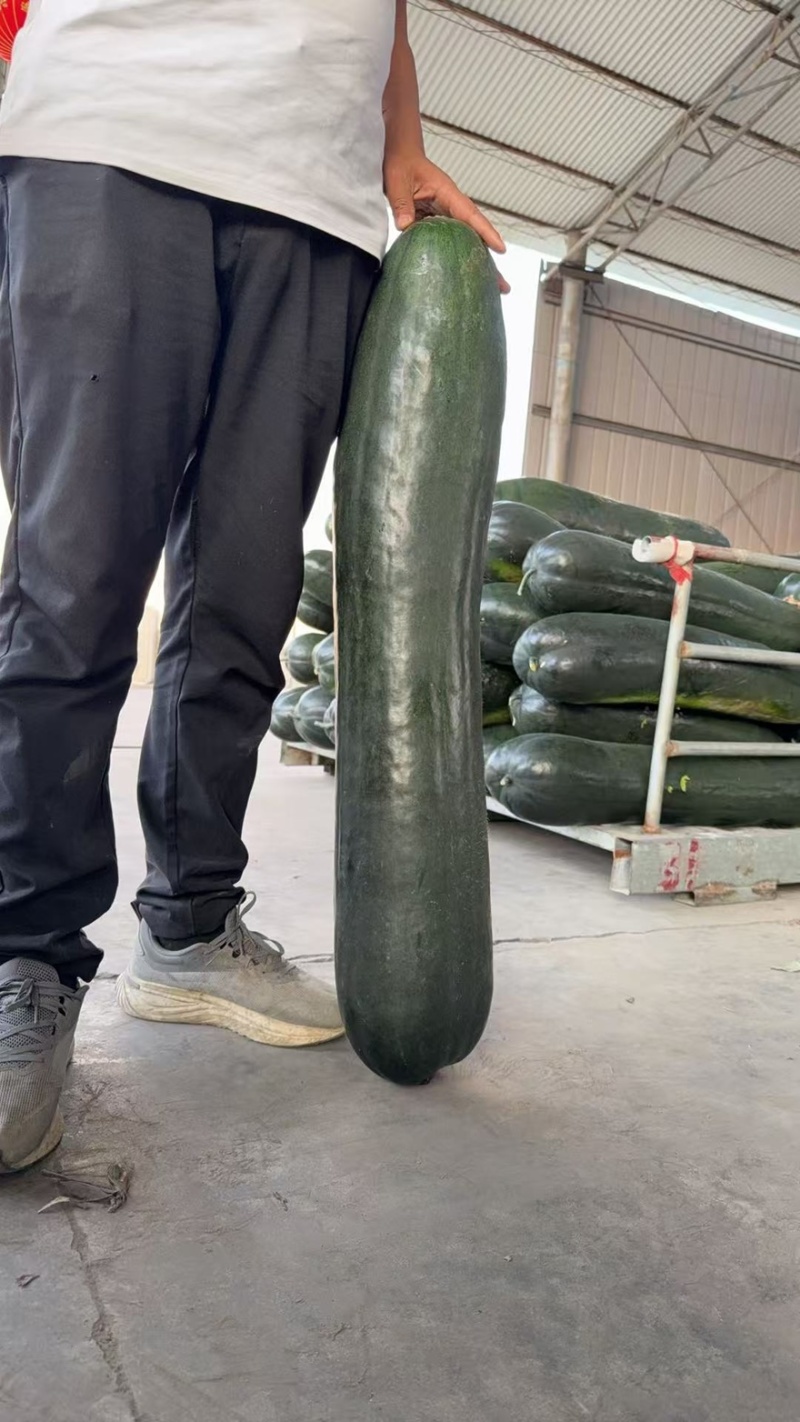 江苏东台精品黑皮冬瓜产地直发品质保障量大从优可视频