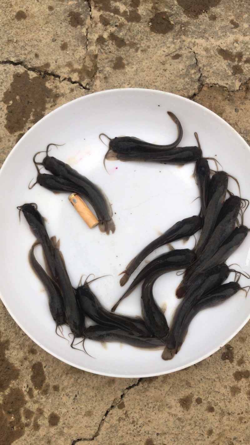 大量塘角鱼苗鲶鱼苗大量批发