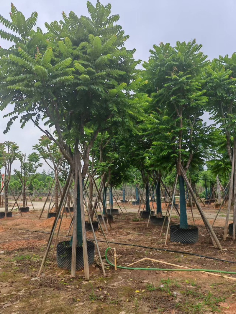 麻楝大量有货基地直供整车发货价格可谈
