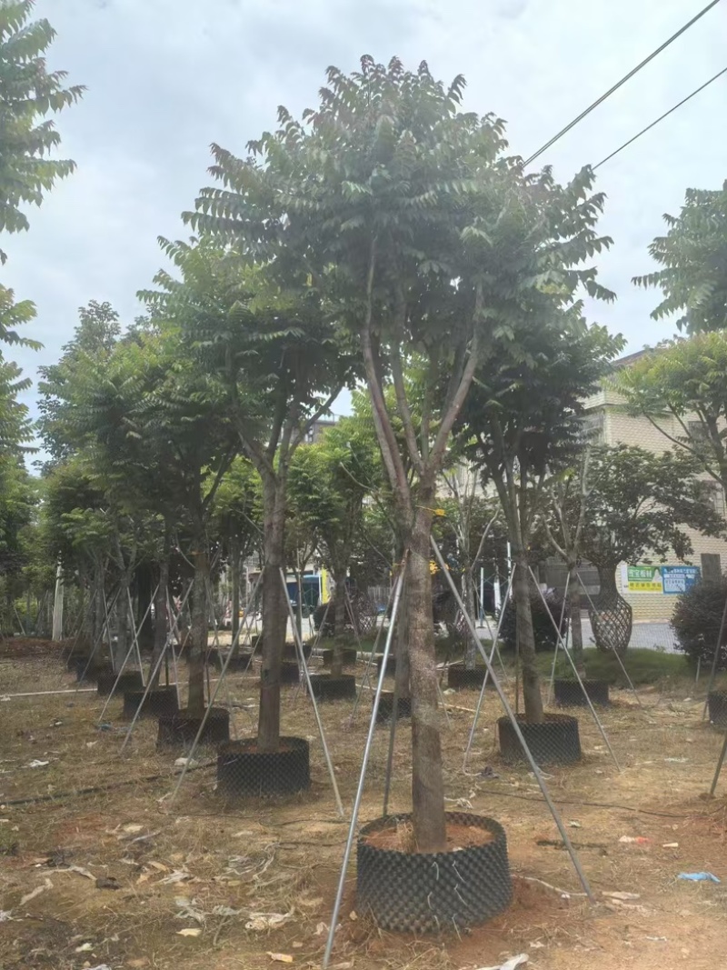 麻楝大量有货基地直供整车发货价格可谈