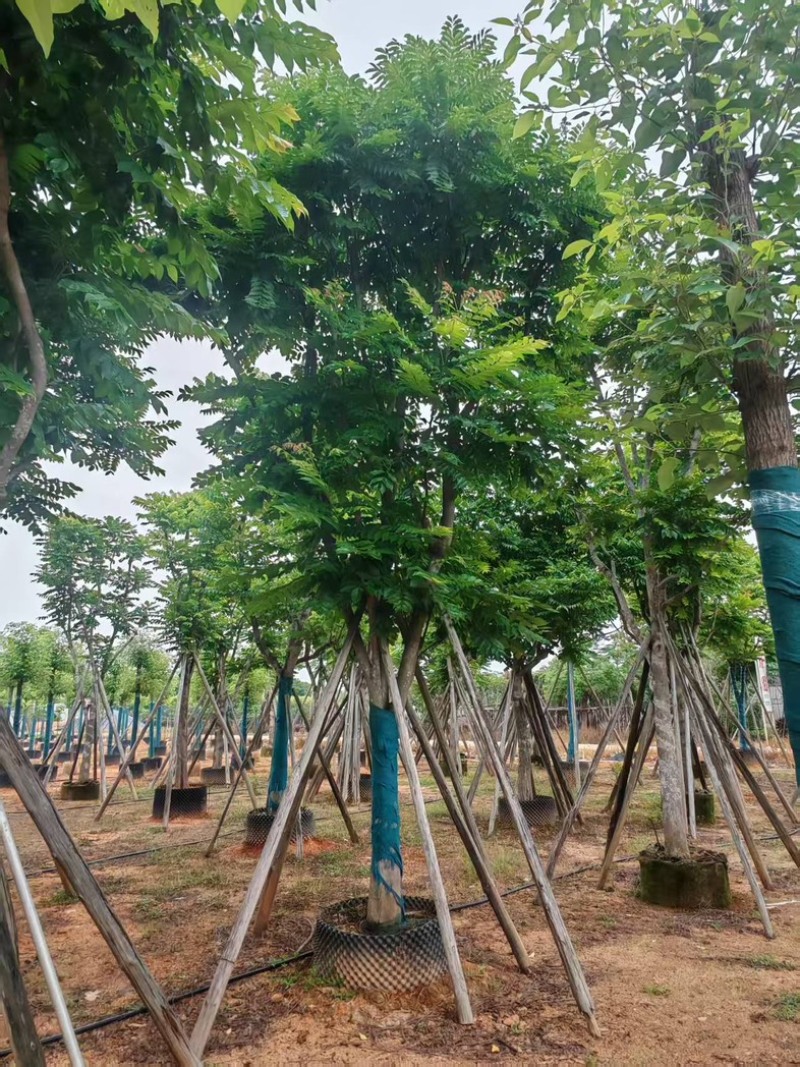 麻楝大量有货基地直供整车发货价格可谈