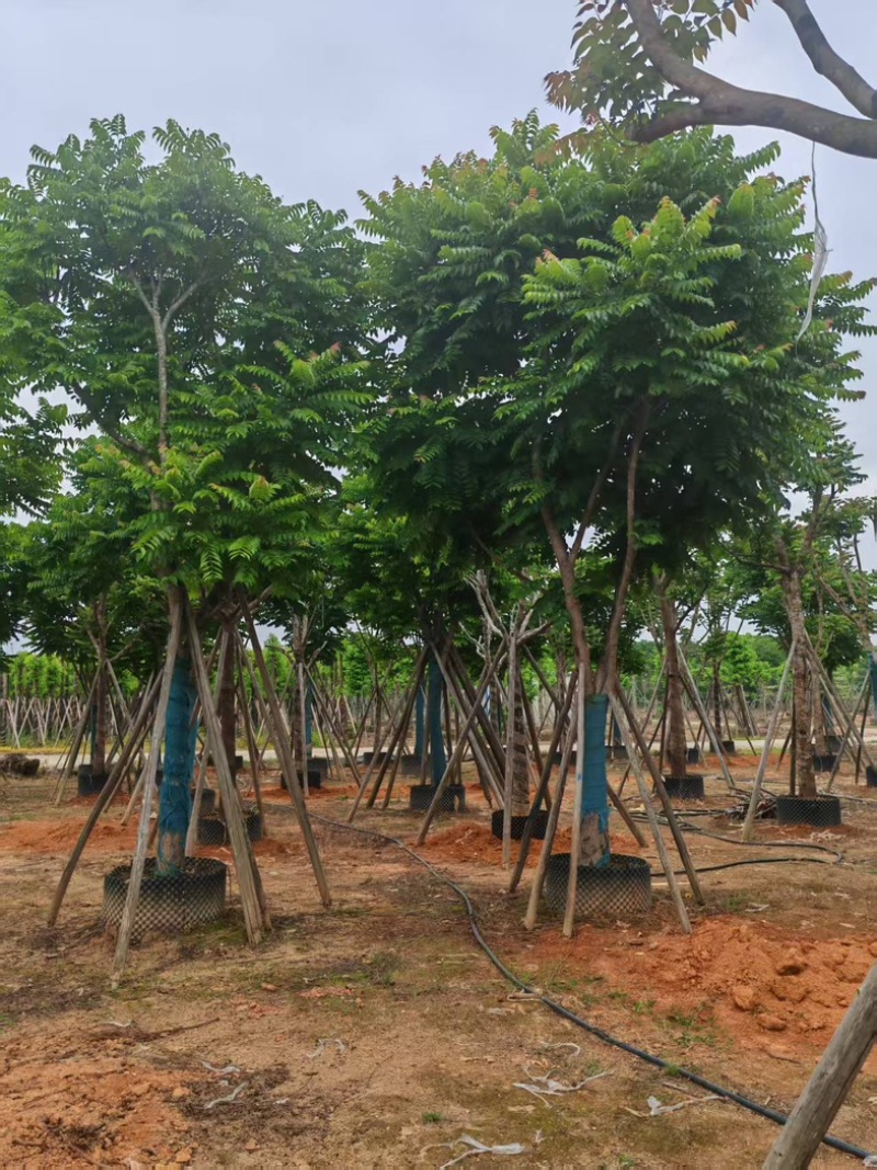 麻楝大量有货基地直供整车发货价格可谈
