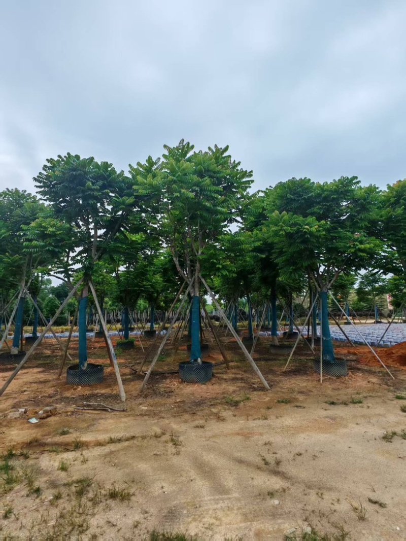 麻楝大量有货基地直供整车发货价格可谈