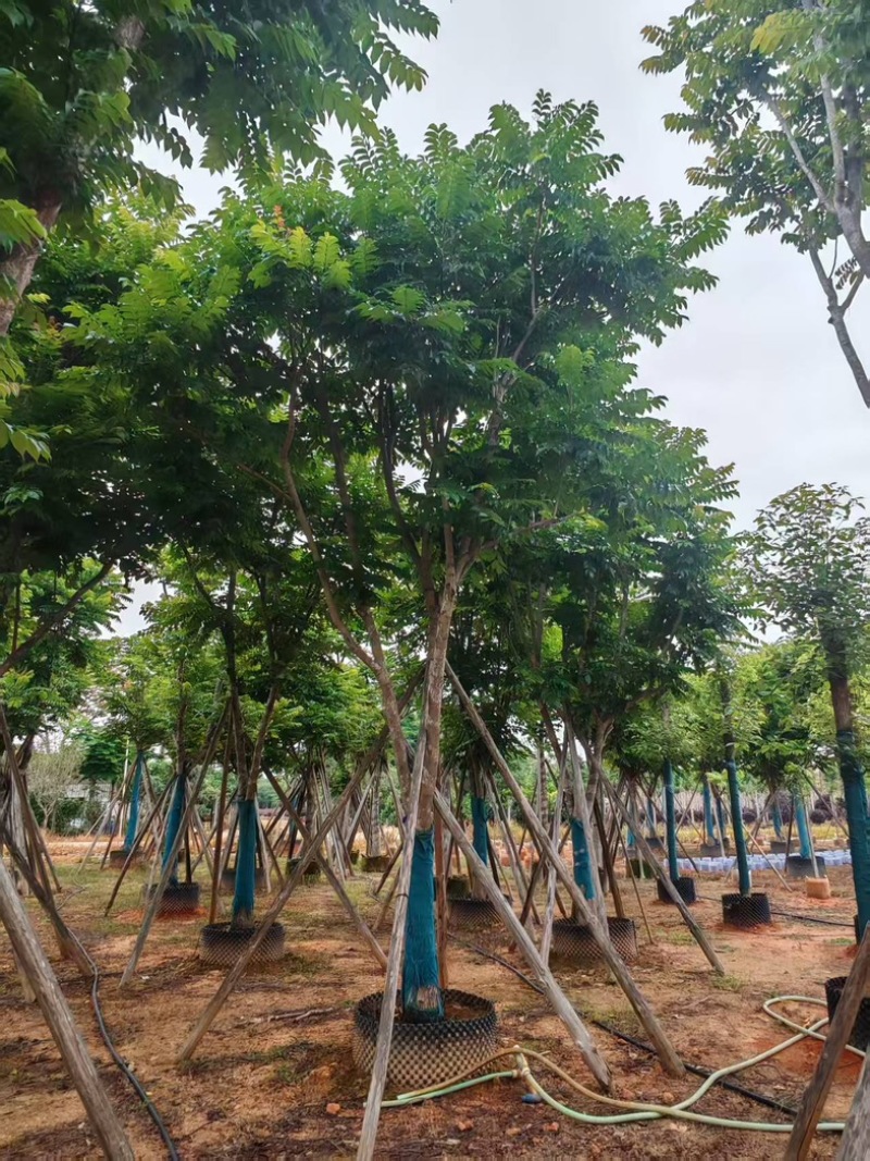 麻楝大量有货基地直供整车发货价格可谈