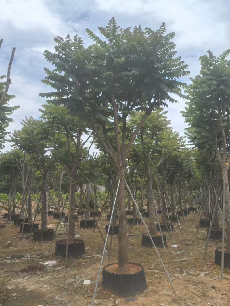 麻楝大量有货基地直供整车发货价格可谈
