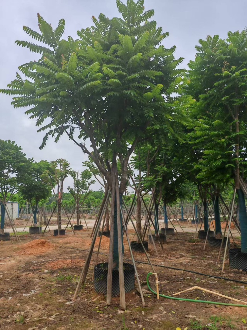 麻楝大量有货基地直供整车发货价格可谈