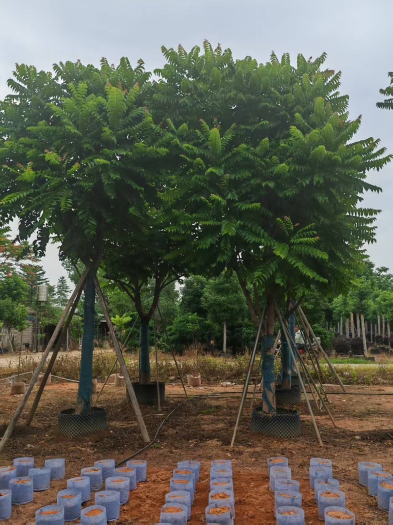 麻楝大量有货基地直供整车发货价格可谈