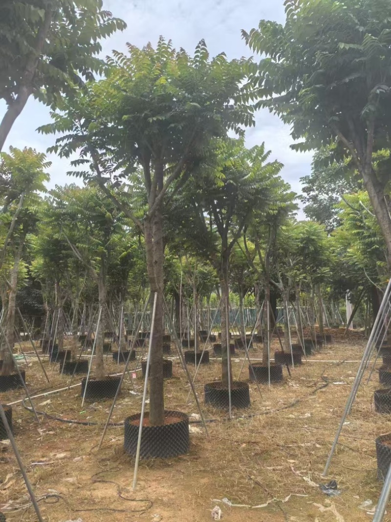 麻楝大量有货基地直供整车发货价格可谈