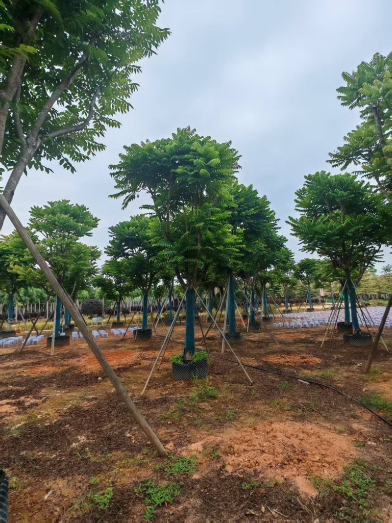 麻楝大量有货基地直供整车发货价格可谈