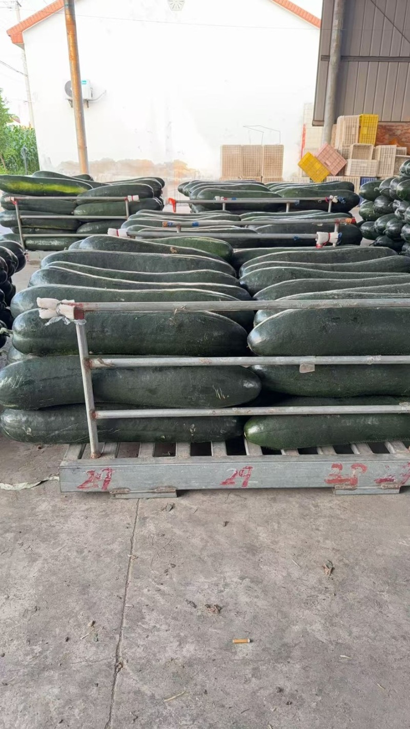 【精选】江苏精品黑皮冬瓜量大从优产地直发品质保障