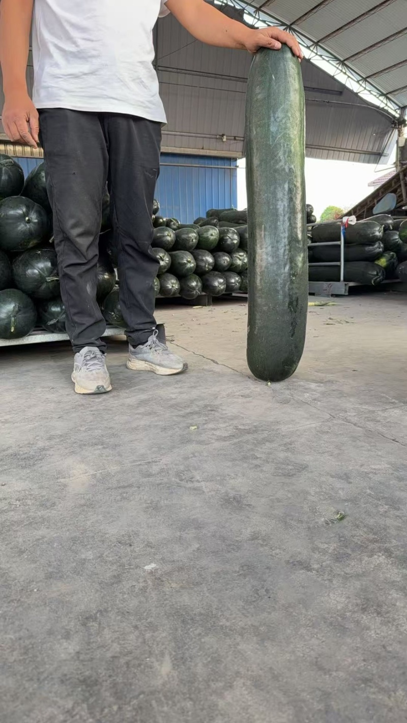 【精选】江苏精品黑皮冬瓜量大从优产地直发品质保障