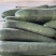 【每日推荐】江苏东台黑皮冬瓜大量上市产地直发品质保障
