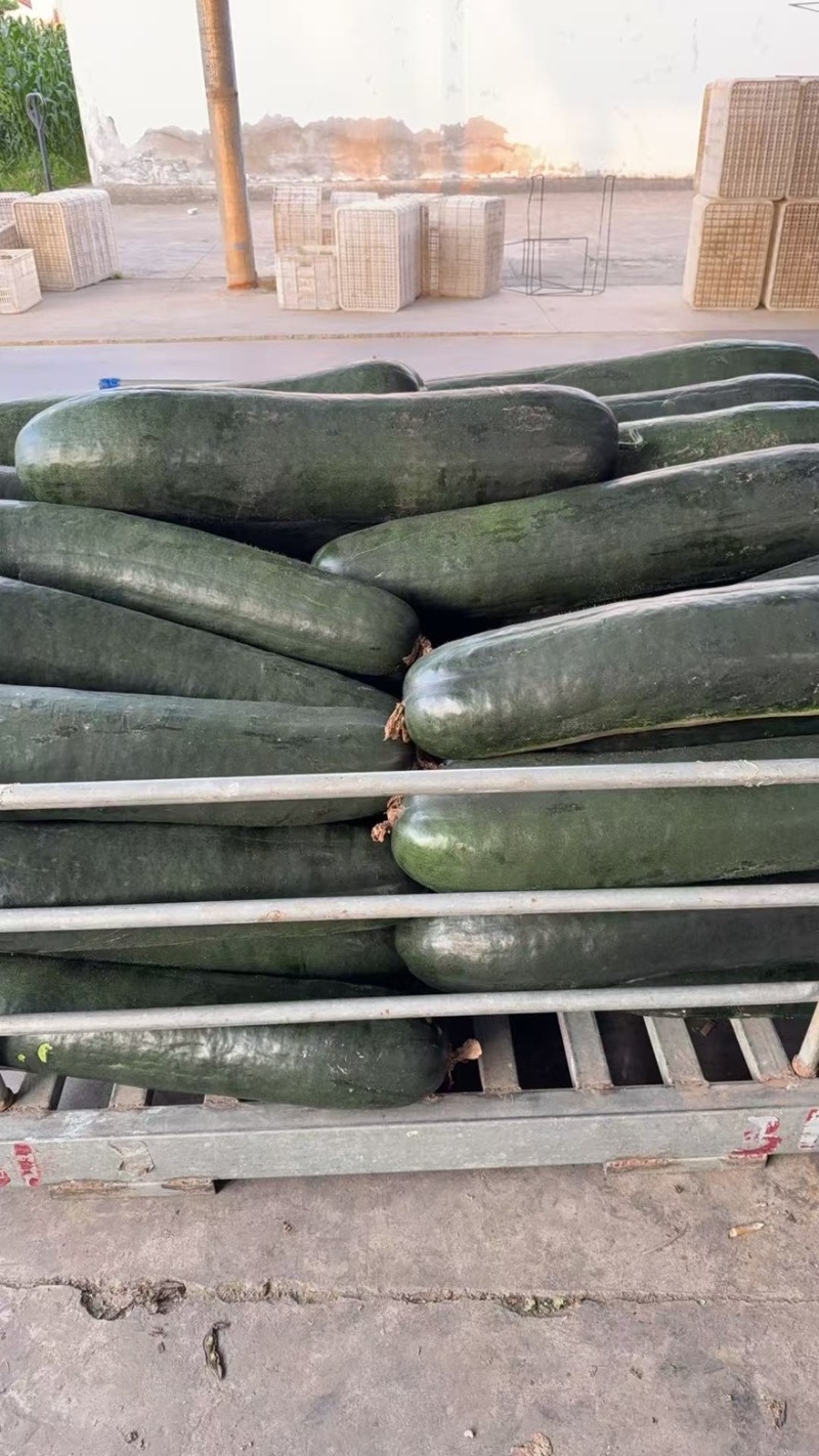 【每日推荐】江苏东台黑皮冬瓜大量上市产地直发品质保障