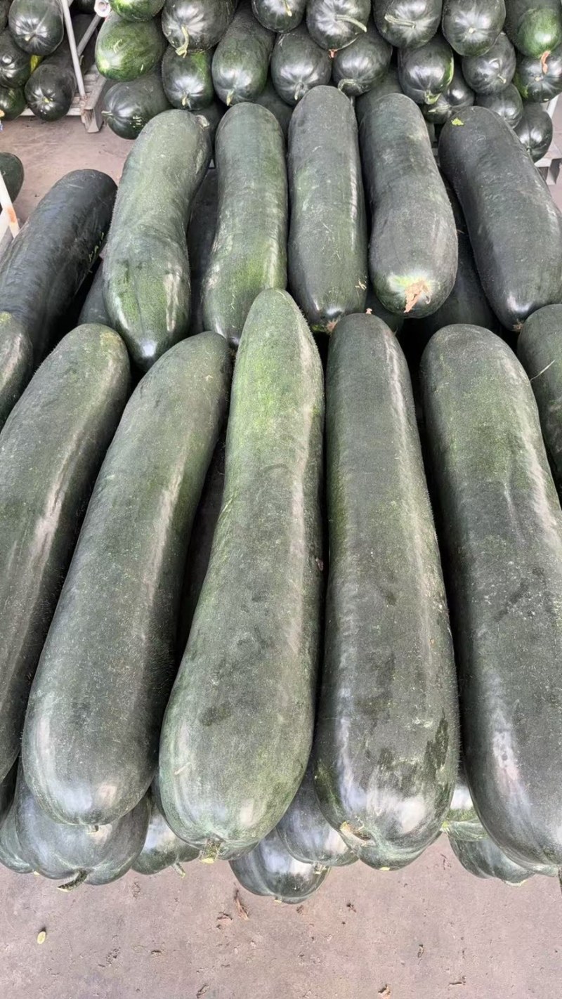 【每日推荐】江苏东台黑皮冬瓜大量上市产地直发品质保障