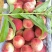 【甄选突围桃】毛桃/油桃/中油油桃/软不红/春雪产地直发