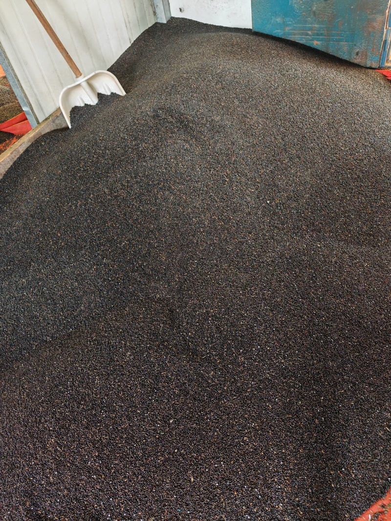 重庆江津花椒籽，精品花椒籽，装枕头专用花椒籽