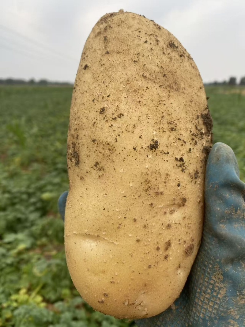 沃土5号价格美丽质量第一大量上市需要的来