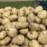 沃土5号价格美丽质量第一大量上市需要的来