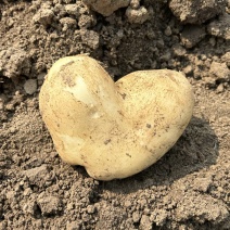 沃土5号价格美丽质量第一大量上市需要的来