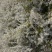 干支雪柳基地直发产地供应现用现割包开花