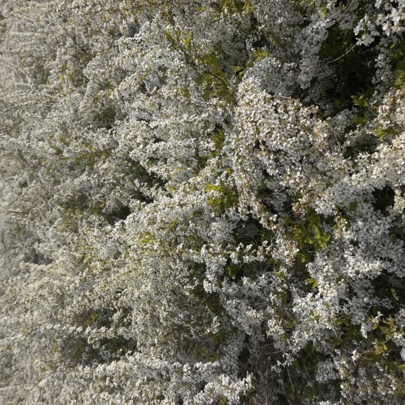 干支雪柳基地直发产地供应现用现割包开花