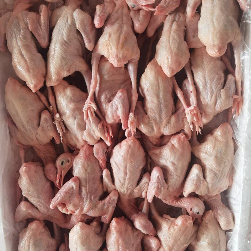 精品全净膛冰鲜乳鸽，红烧盐焗专用一手货源厂家直销质量保证