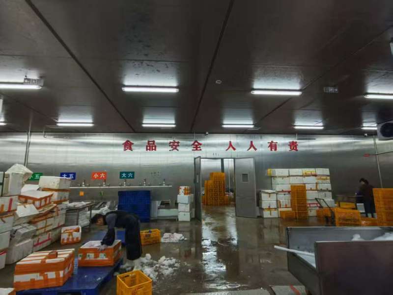 精品全净膛冰鲜乳鸽，红烧盐焗专用一手货源厂家直销质量保证