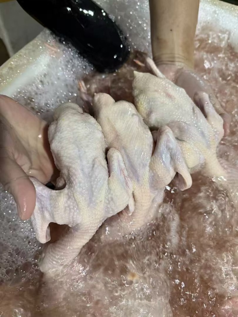 精品全净膛冰鲜乳鸽，红烧盐焗专用一手货源厂家直销质量保证