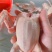 精品全净膛冰鲜乳鸽，红烧盐焗专用一手货源厂家直销质量保证