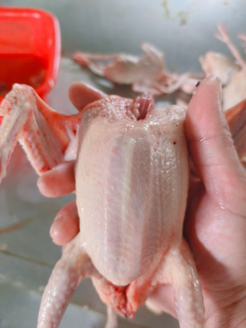 精品全净膛冰鲜乳鸽，红烧盐焗专用一手货源厂家直销质量保证