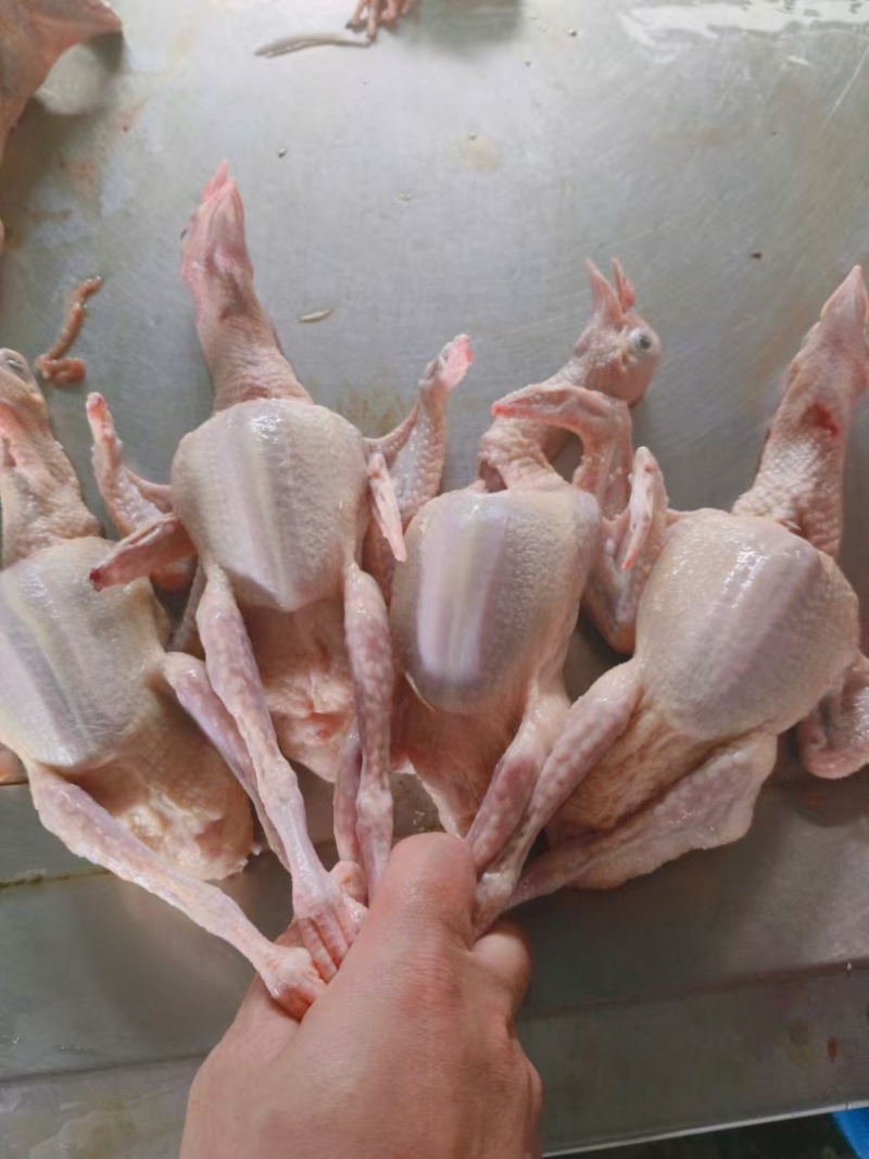 精品全净膛冰鲜乳鸽，红烧盐焗专用一手货源厂家直销质量保证