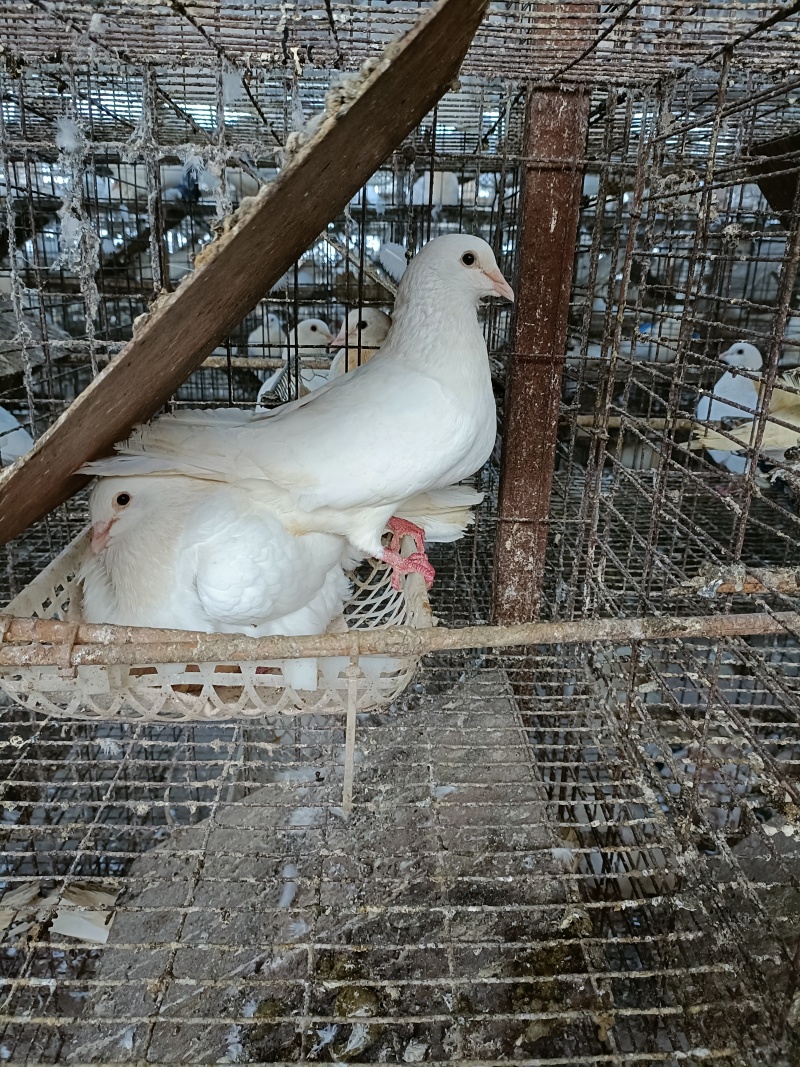 精品全净膛冰鲜乳鸽，红烧盐焗专用一手货源厂家直销质量保证