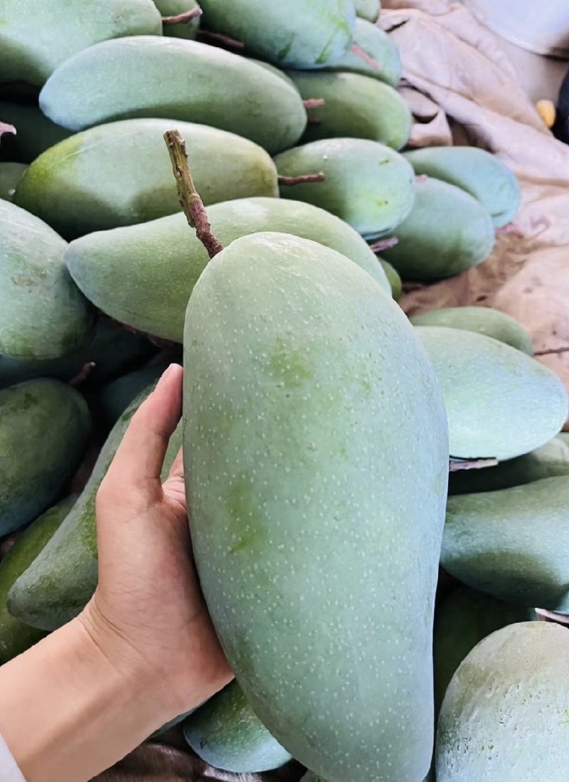 【实力】金煌芒广西产区直发价钱实惠保质保量供货