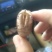 蝉蜕大量有货量大从优价格美丽保质保量欢迎老板咨询