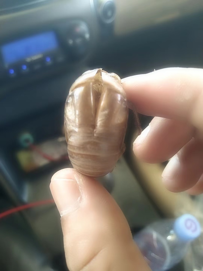 蝉蜕大量有货量大从优价格美丽保质保量欢迎老板咨询