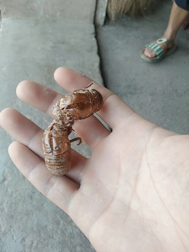 蝉蜕大量有货量大从优价格美丽保质保量欢迎老板咨询