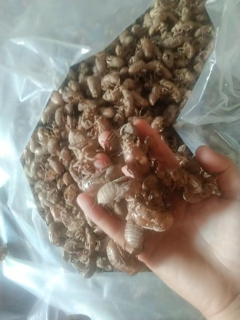 蝉蜕大量有货量大从优价格美丽保质保量欢迎老板咨询
