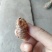 蝉蜕大量有货量大从优价格美丽保质保量欢迎老板咨询