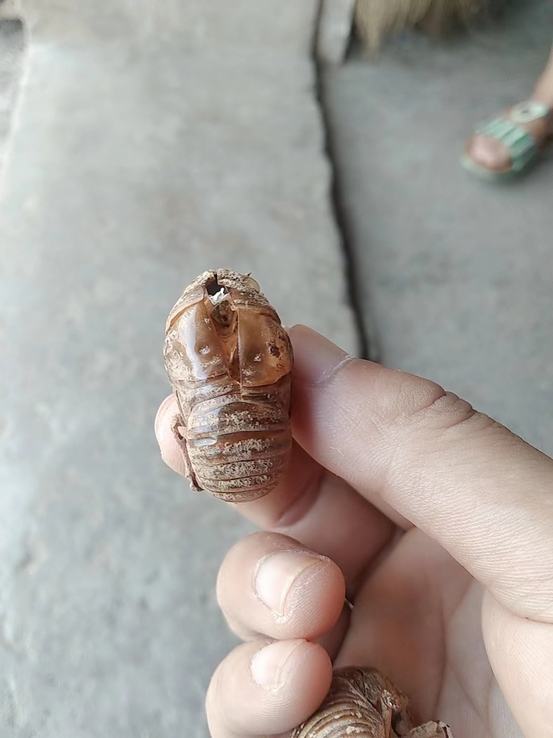 蝉蜕大量有货量大从优价格美丽保质保量欢迎老板咨询