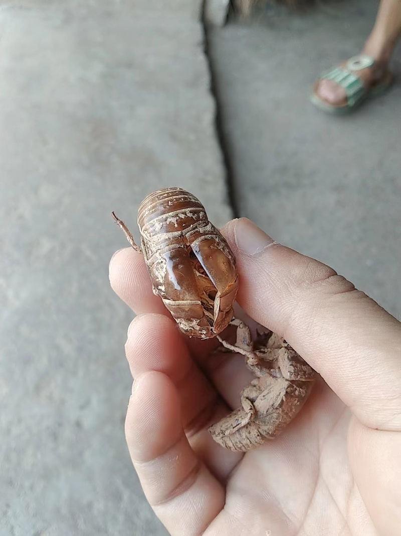 蝉蜕大量有货量大从优价格美丽保质保量欢迎老板咨询