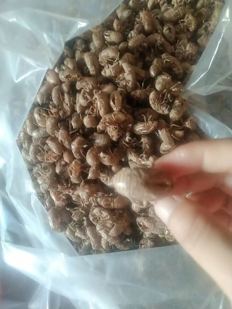蝉蜕大量有货量大从优价格美丽保质保量欢迎老板咨询