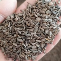 牛蒡子牛子实物实拍批发各种中药材量大优惠欢迎选购
